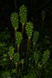 Arum italicum subsp. italicum 'Marmoratum' RCP7-08 218.jpg